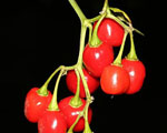 Aji Cochabamba